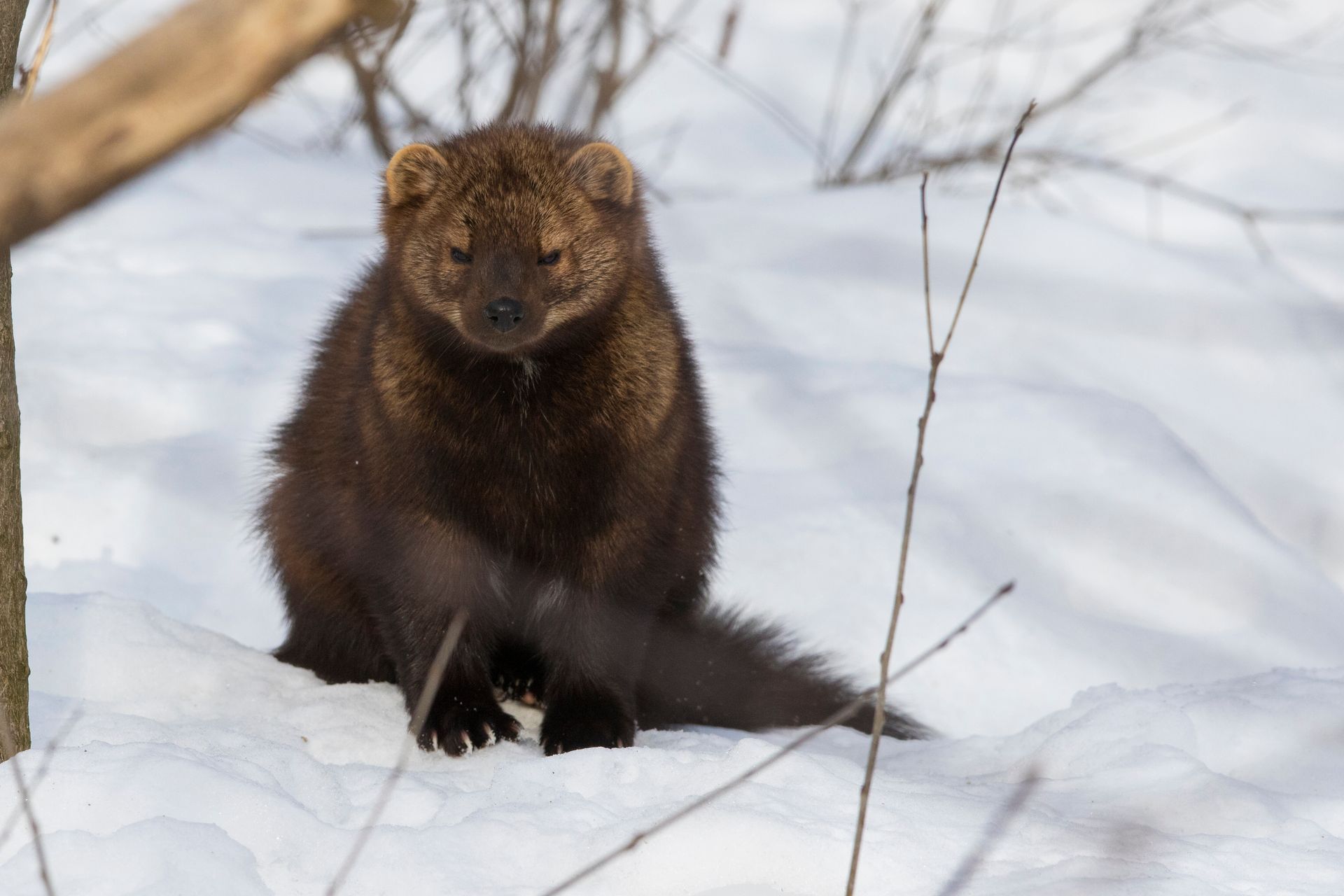 A dark brown fisher sitting in snow, looking down, with a fluffy tail.