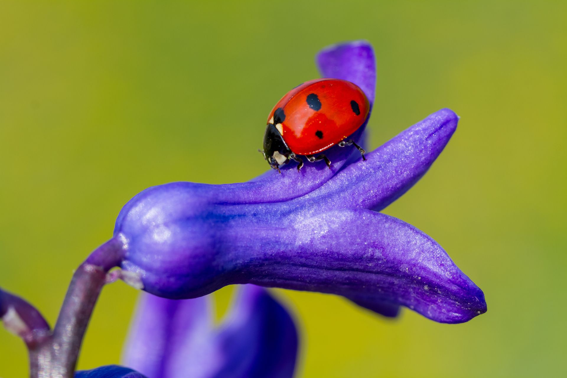 Red ladybug with black spots perched on a purple flower with a green background.