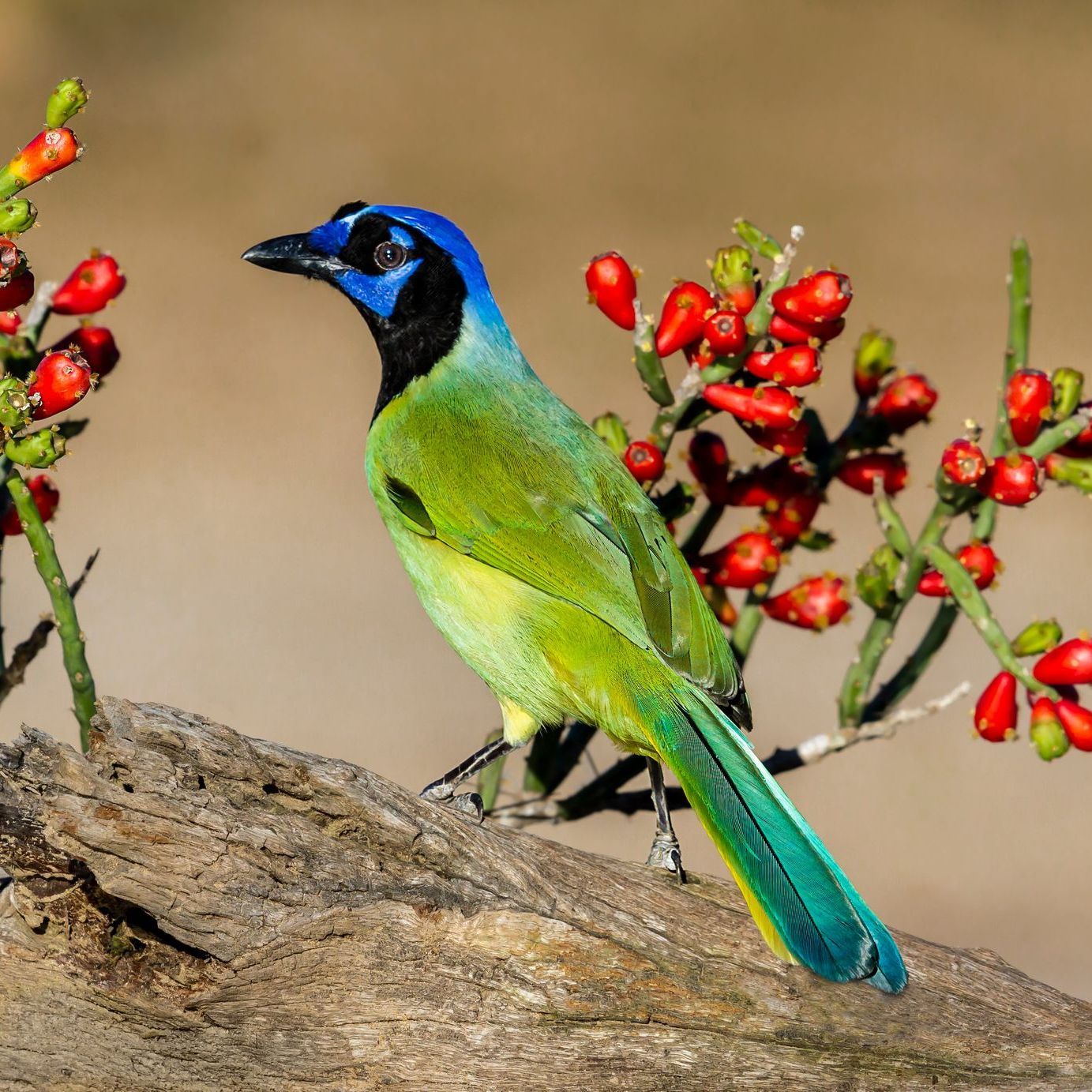 Green Jay with blue head and turquoise tail perched on a log with red berries.
