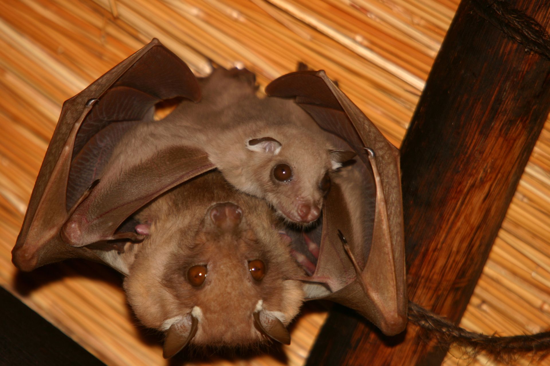 Two brown bats hanging upside down; one has a smaller bat clinging to it.