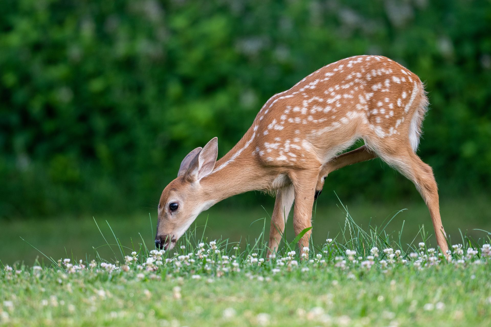 A baby deer is eating grass in a field.