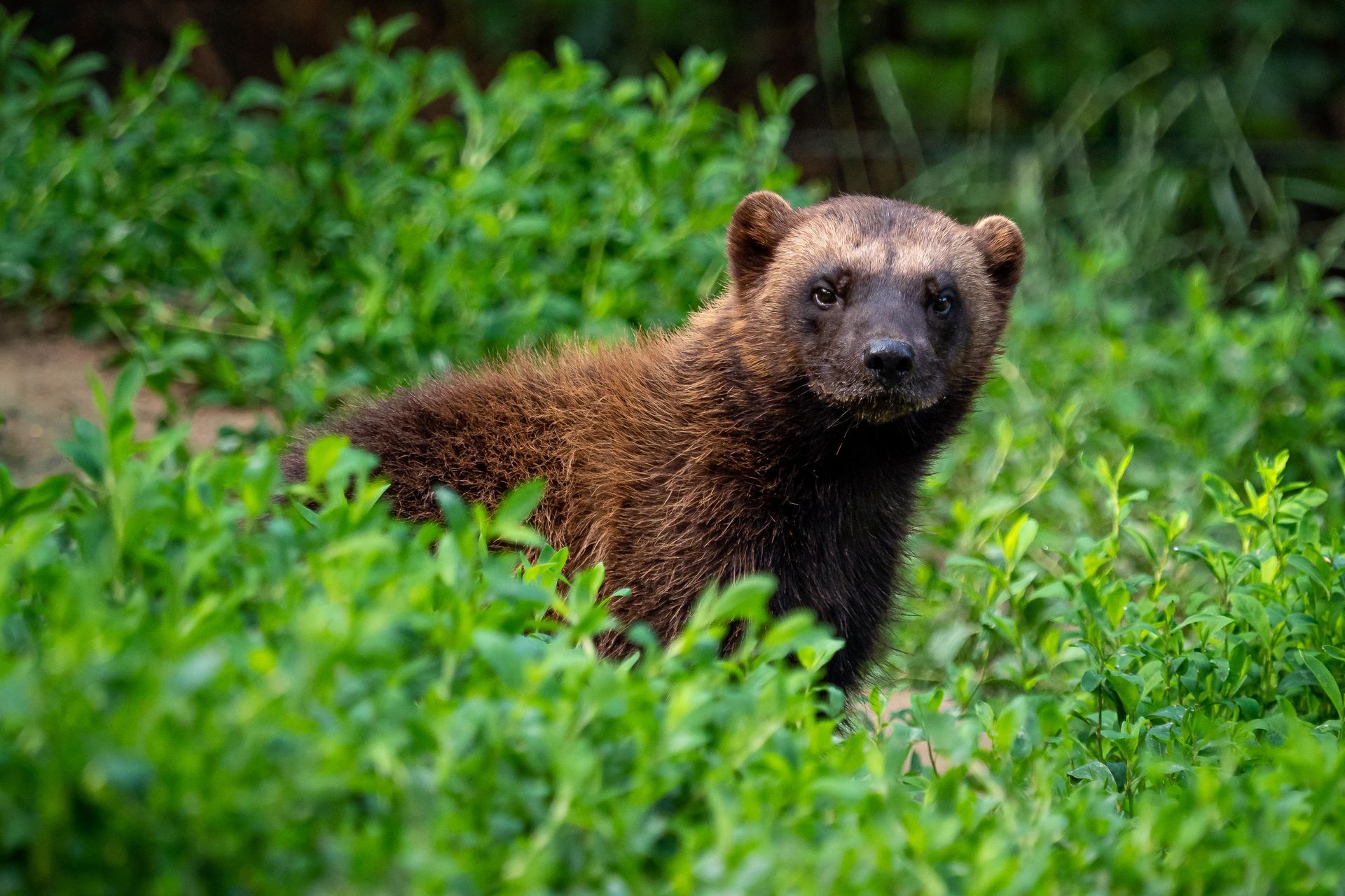 A wolverine with brown fur sits amidst green foliage, looking forward.