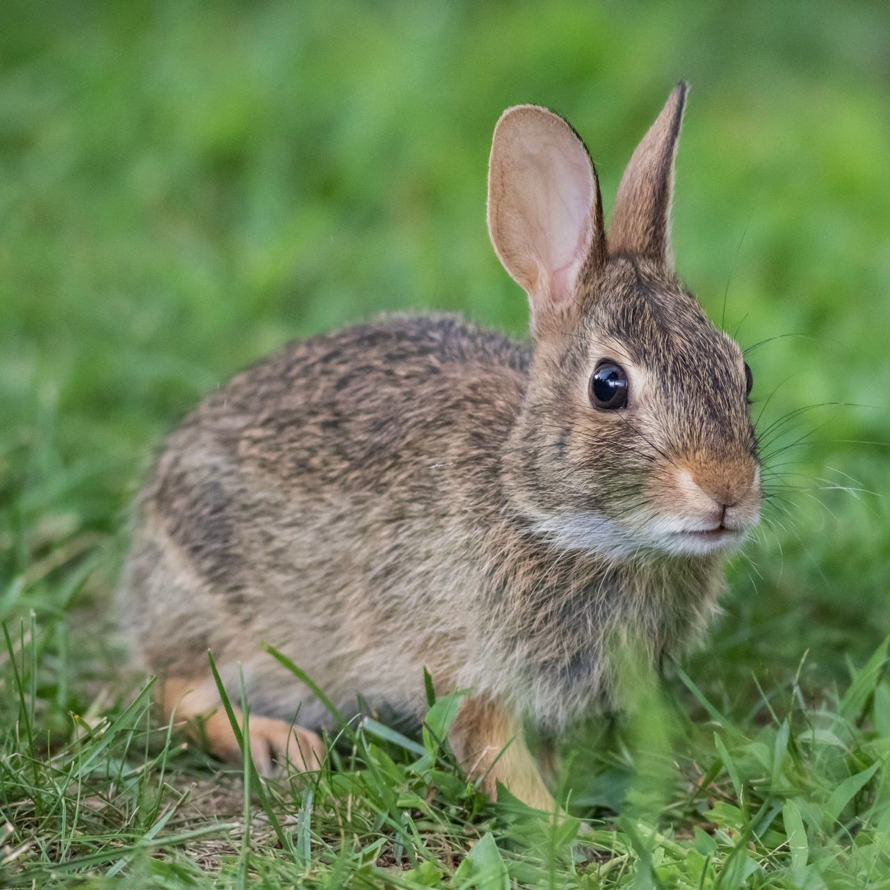 Rabbit with brown and gray fur sitting in green grass.