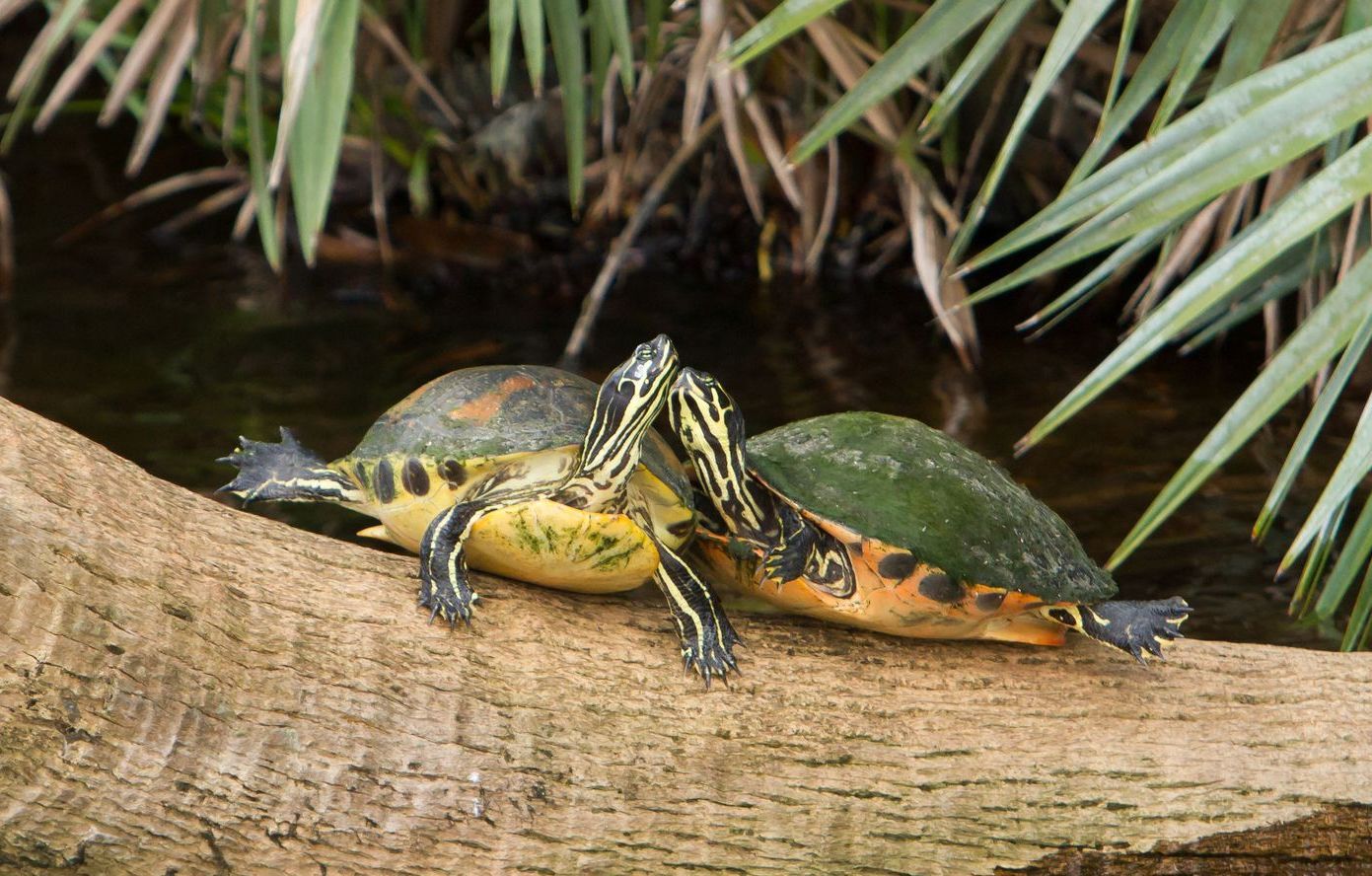 Two turtles resting on a log by water, one with yellow and black markings, and both with outstretched feet.