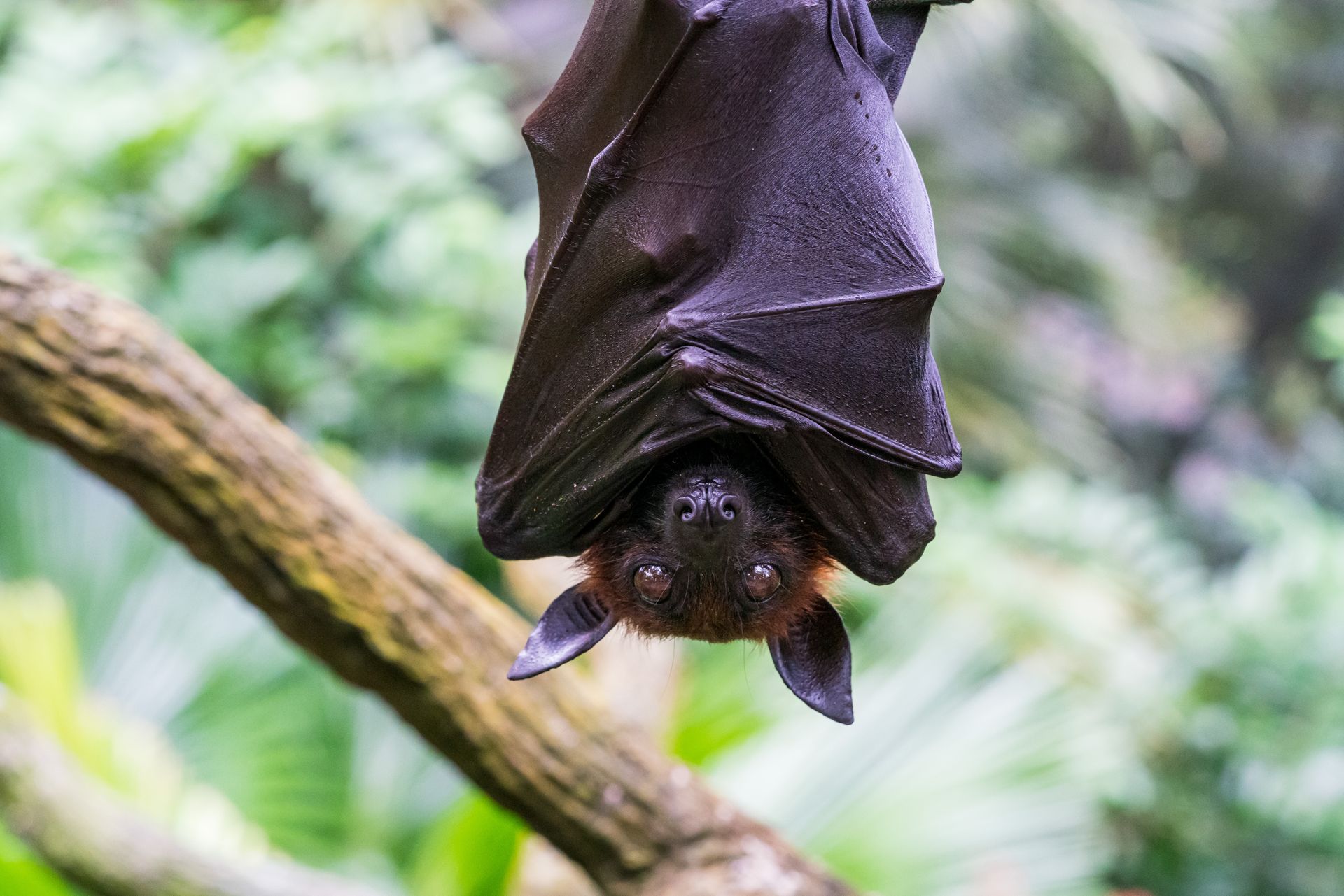 Bat hanging upside down from a tree branch, with dark fur, visible ears, and a green, blurred background.