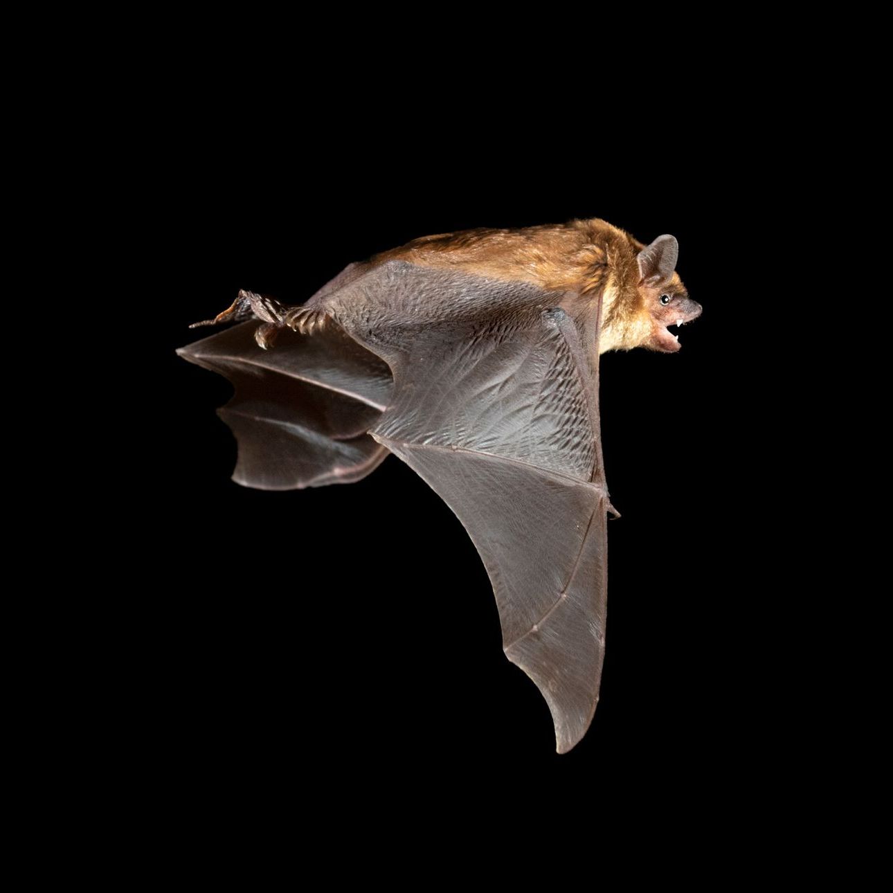 Bat in flight against a black background, wings spread, brown fur.