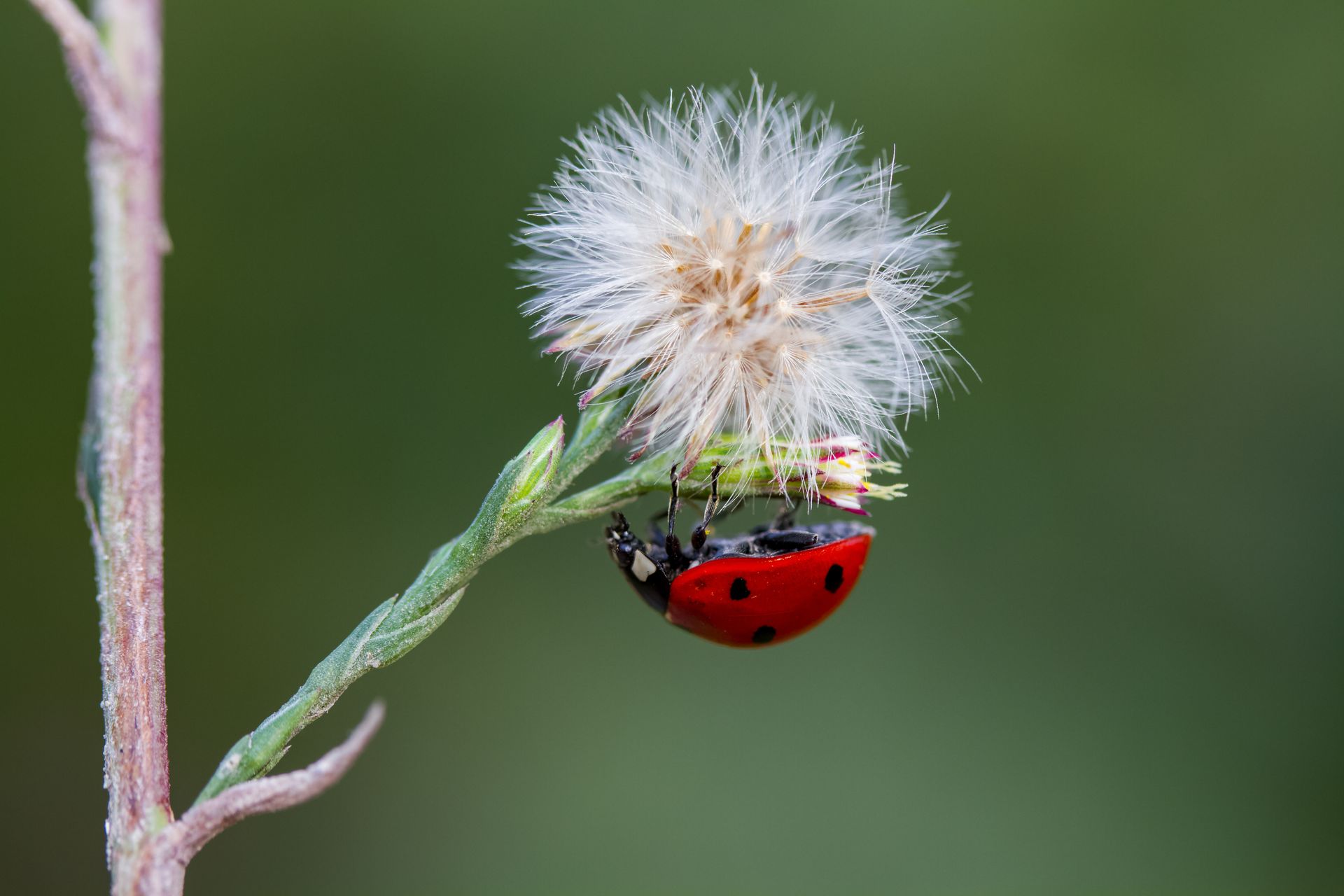 Ladybug clinging to a green plant stem with a fluffy, white seed head, against a blurred green background.