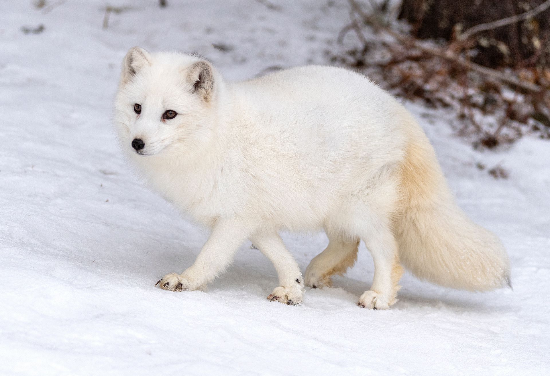 Arctic fox in white winter fur on snow.