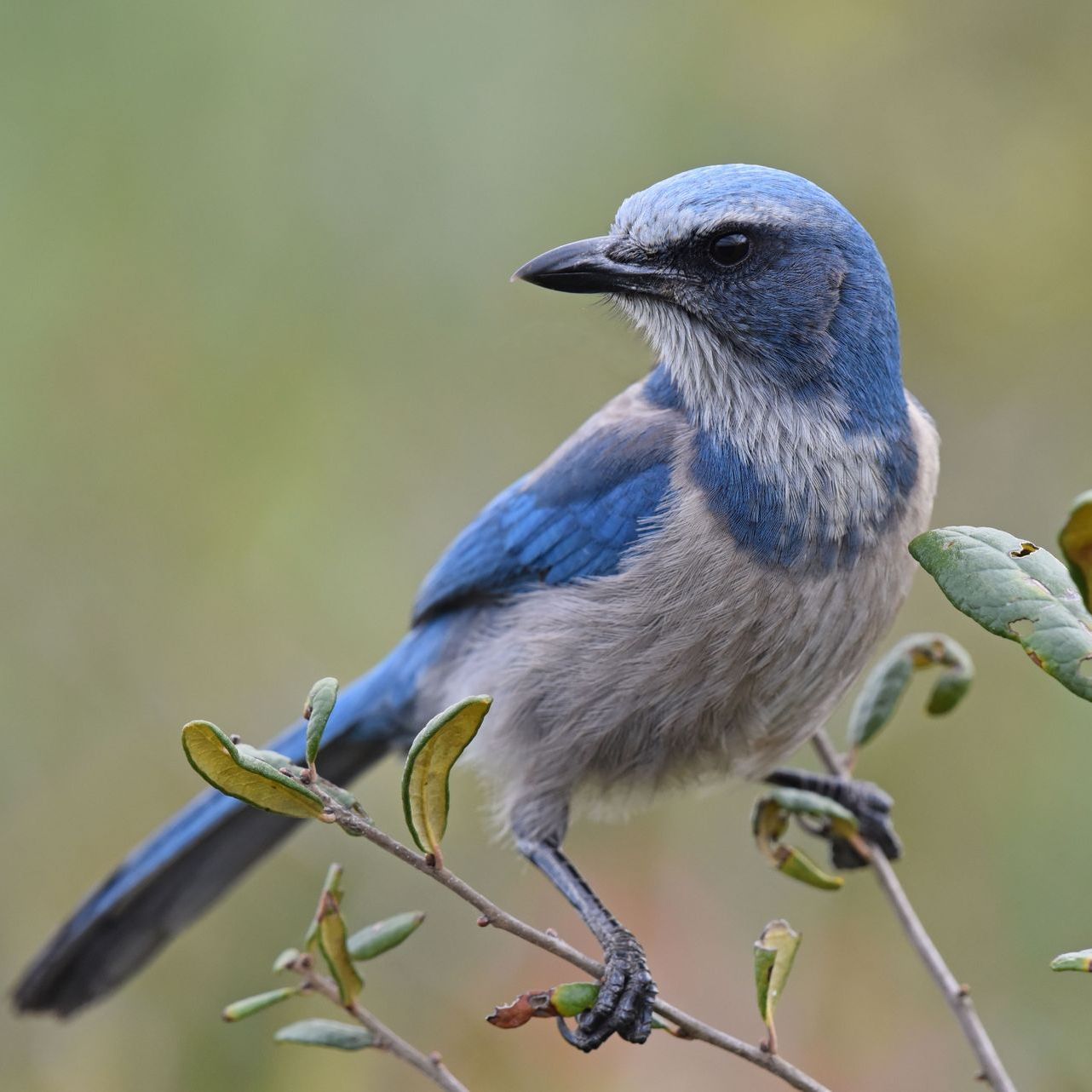 Blue and gray scrub-jay perched on a branch, looking left.