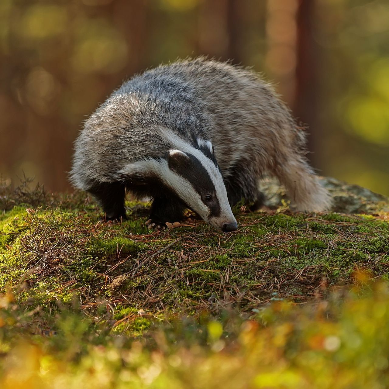 Badger with black and white facial markings sniffing mossy ground in forest.