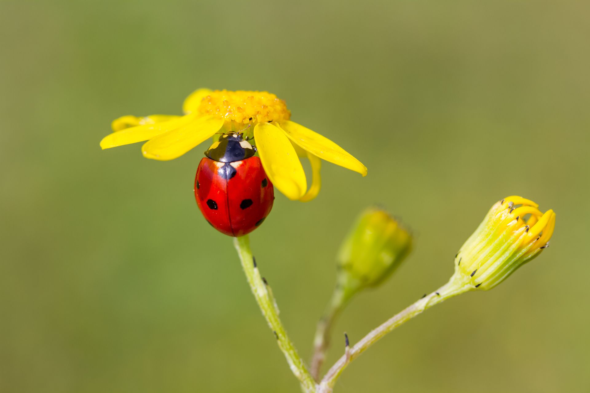 Ladybug with black spots on a yellow flower with a green stem and background.