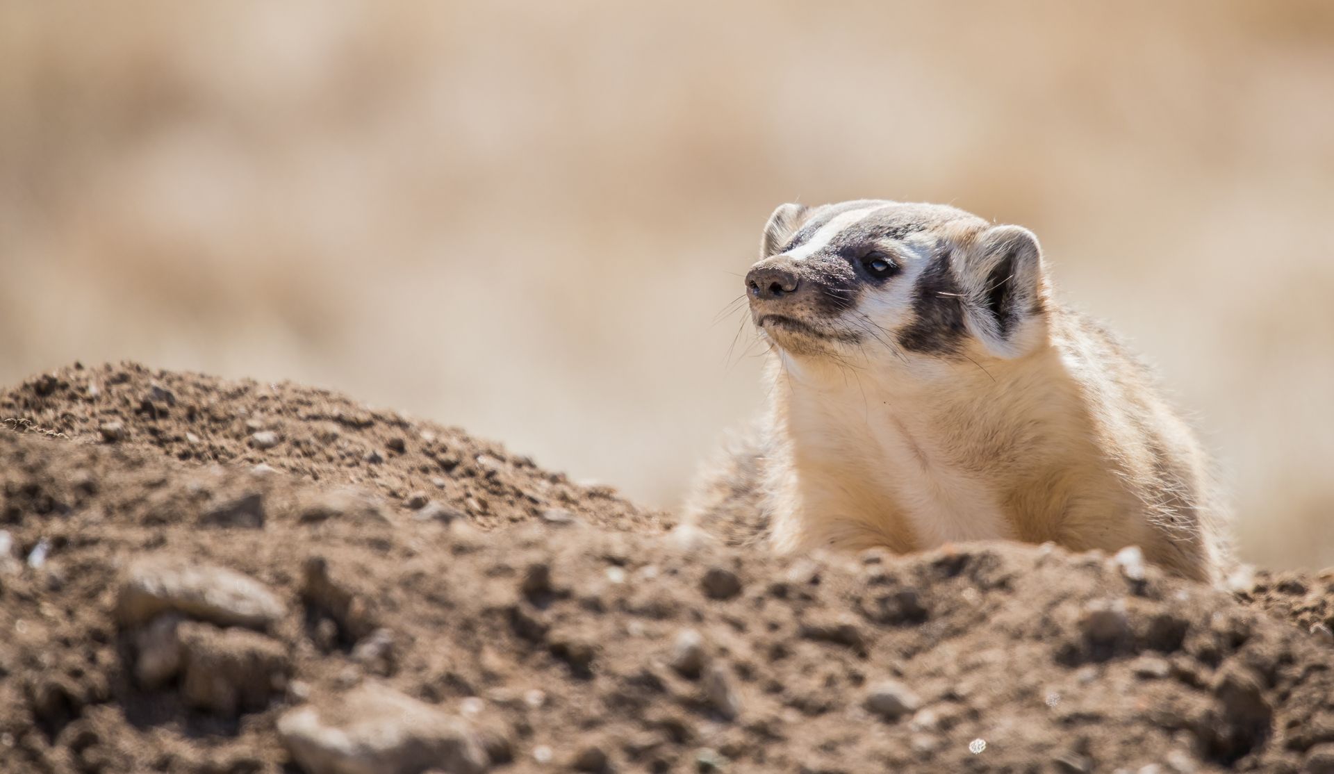 Badger emerging from a dirt burrow, looking alert; tan fur, black and white markings.
