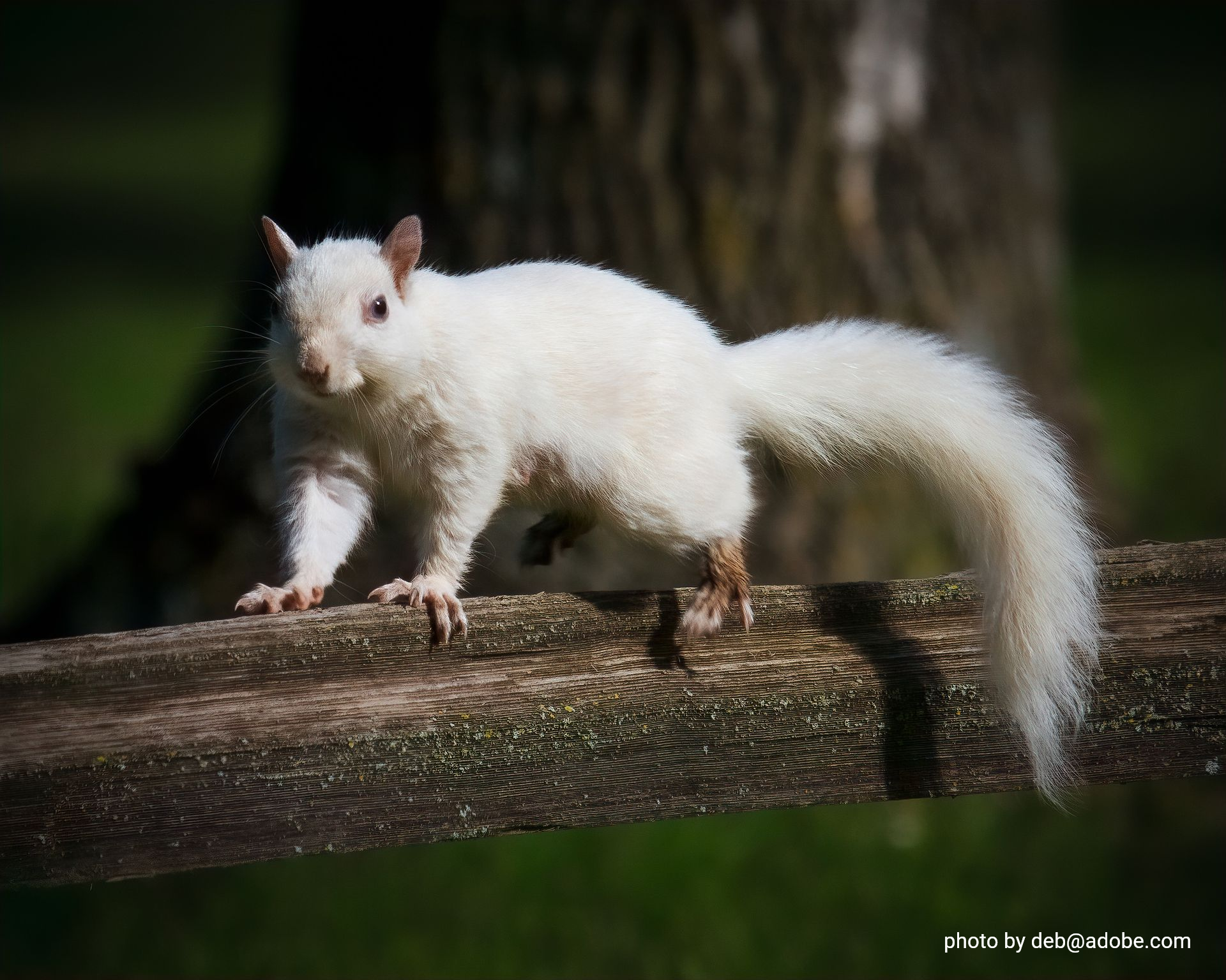 White squirrel standing on a tree branch in a dark forest background