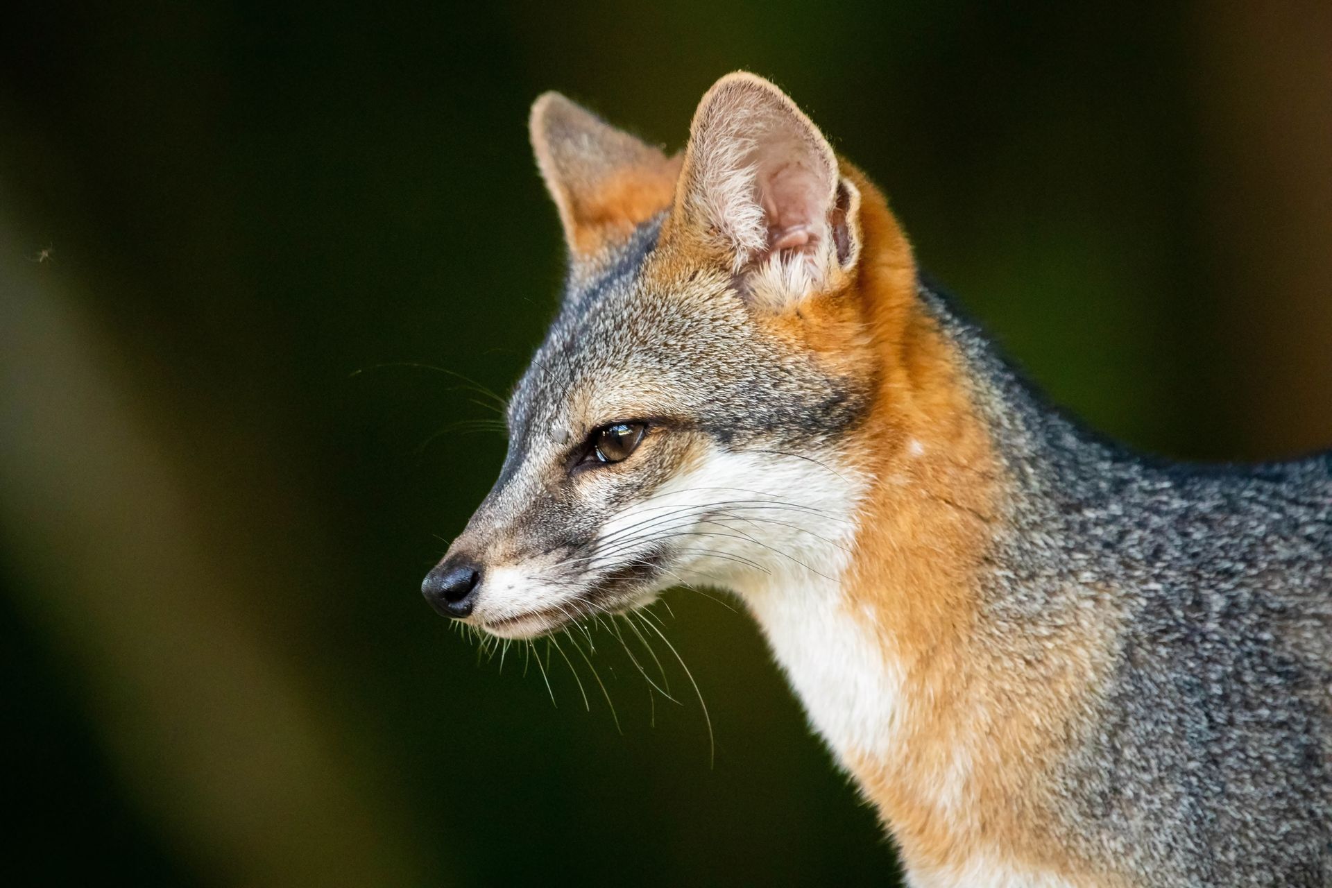 Gray fox with gray and orange fur, looking to the left against a blurred green background.