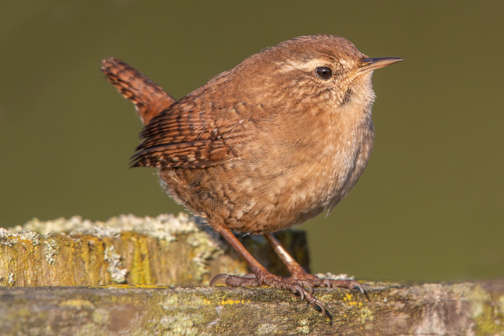Small brown wren perched on a wooden fence, with its short tail up.