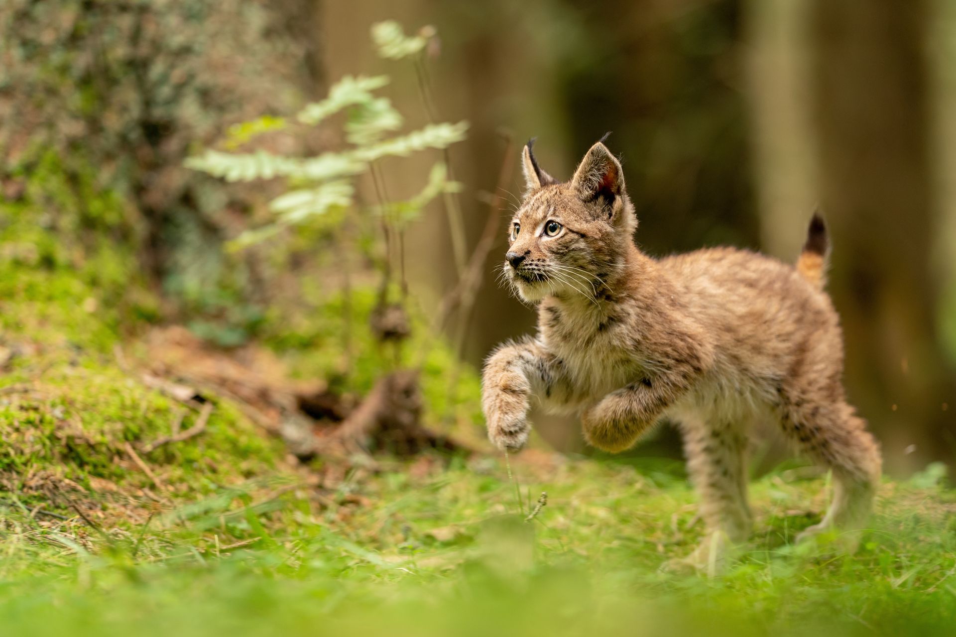 Lynx cub running through a mossy forest. Brown fur, alert expression, raised paw.