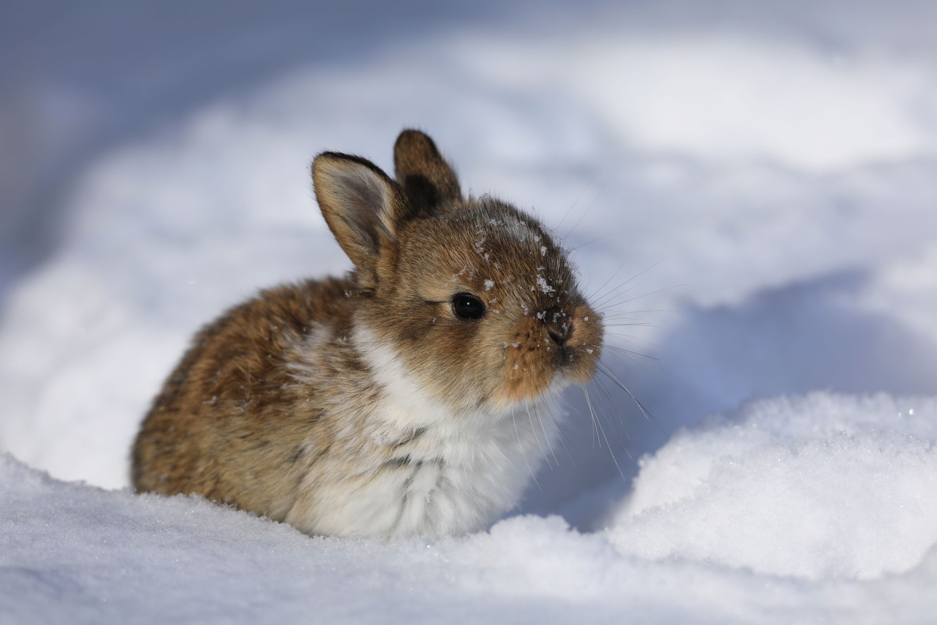 A small brown and white bunny sits in a snowy environment.