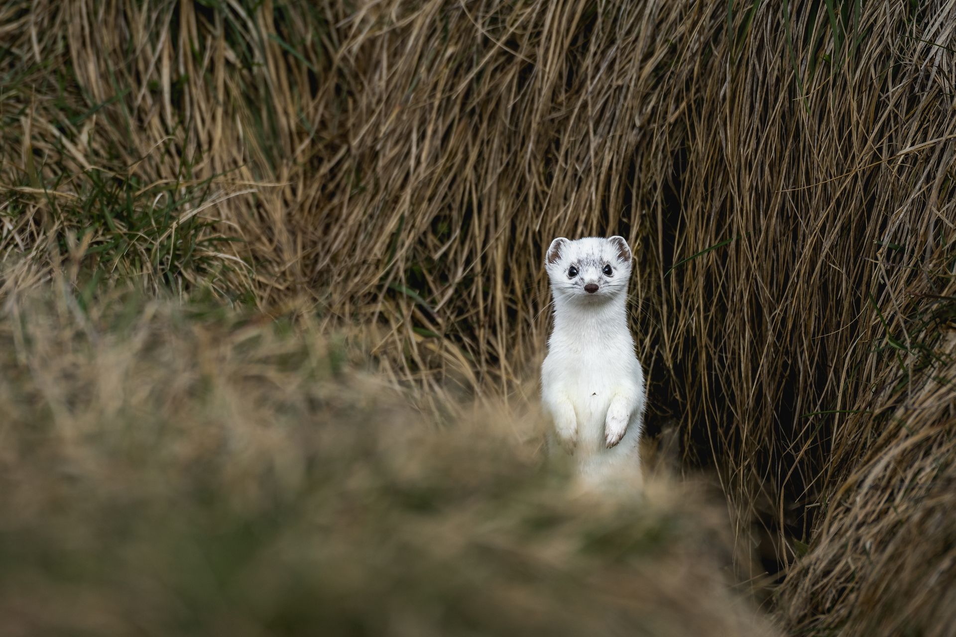 White ermine stands upright in tall, brown grass.