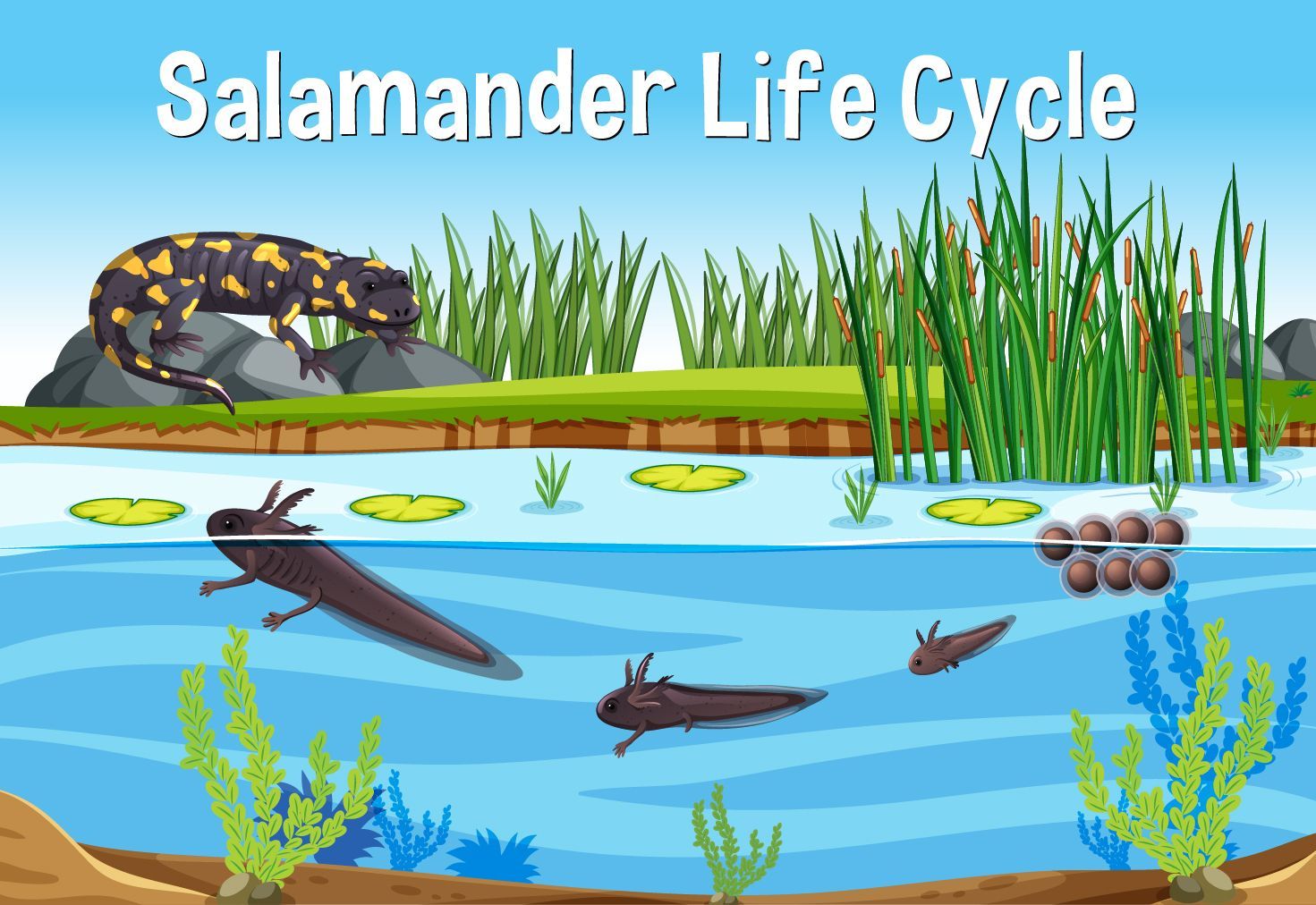 Salamander life cycle graphic: adult on bank, eggs and larvae in water.