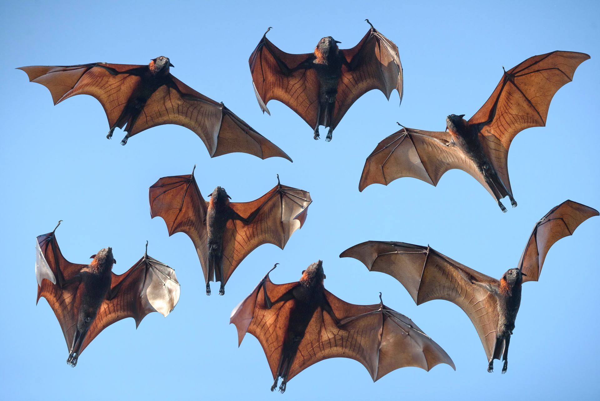 Bats flying in front of a blue sky, some with wings spread wide, brown fur.
