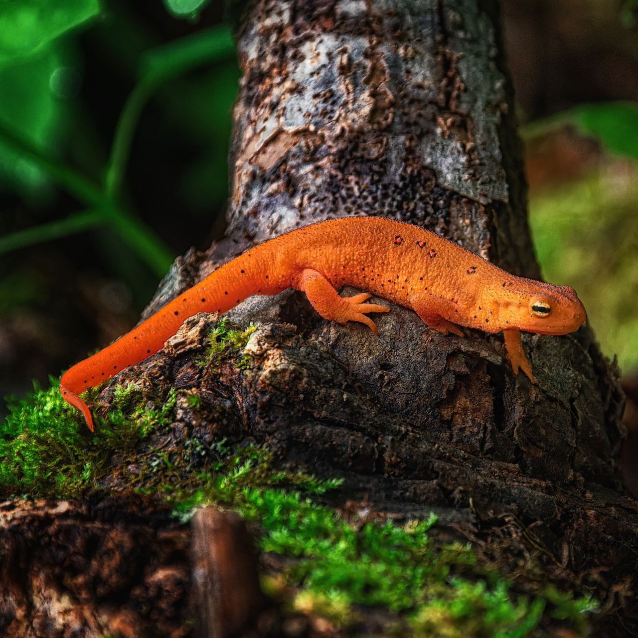 Orange newt on a mossy log next to a tree trunk.