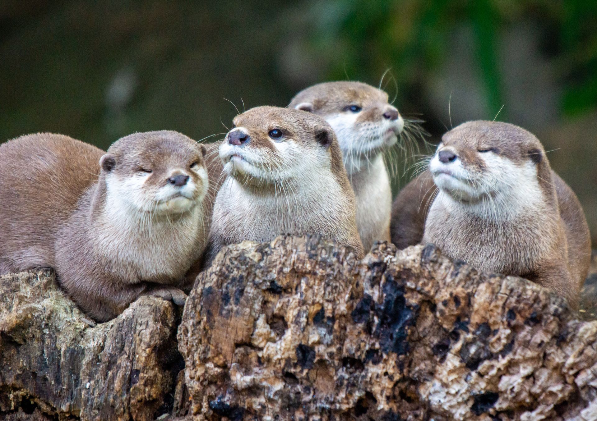 Four otters resting on a log, their heads up with thoughtful expressions.