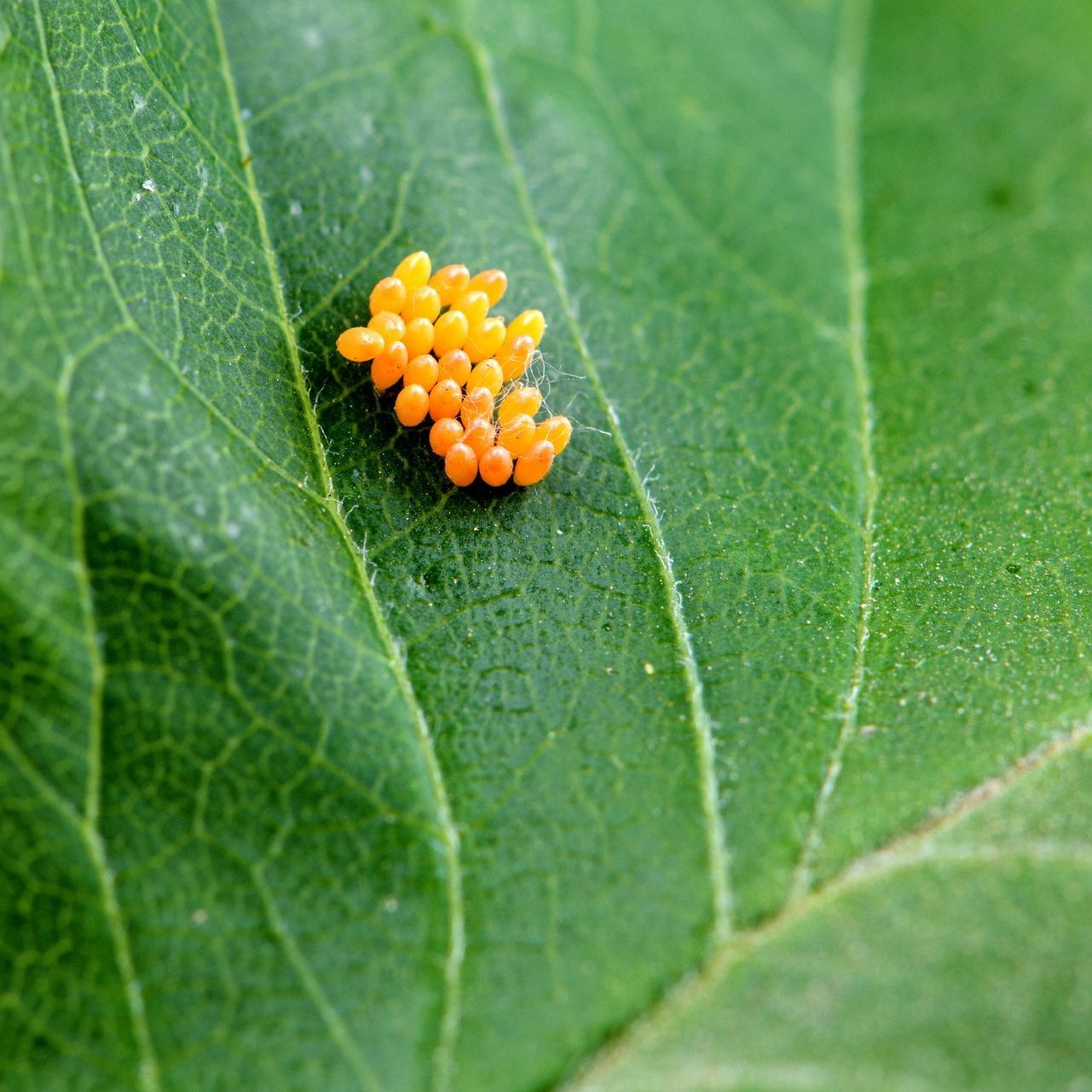 Orange insect eggs clustered on a green leaf.