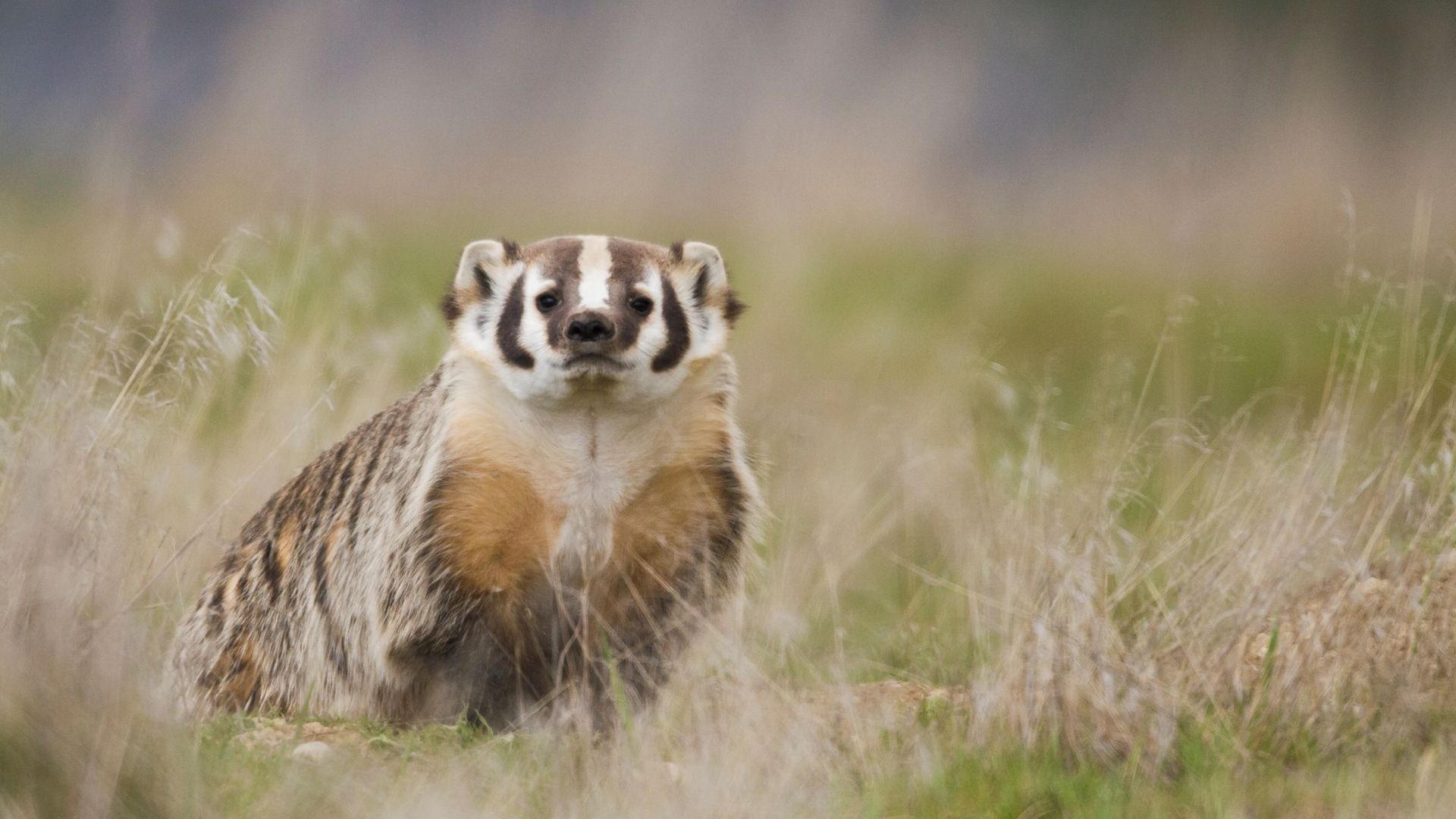Badger sitting in tall grass, looking forward with distinctive black and white facial markings.