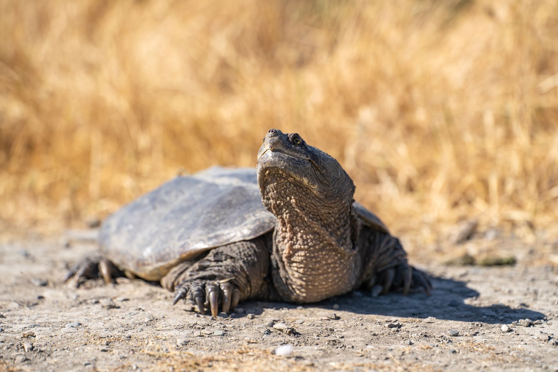 Snapping turtle on sandy ground, head raised, with dry golden grass in the background.