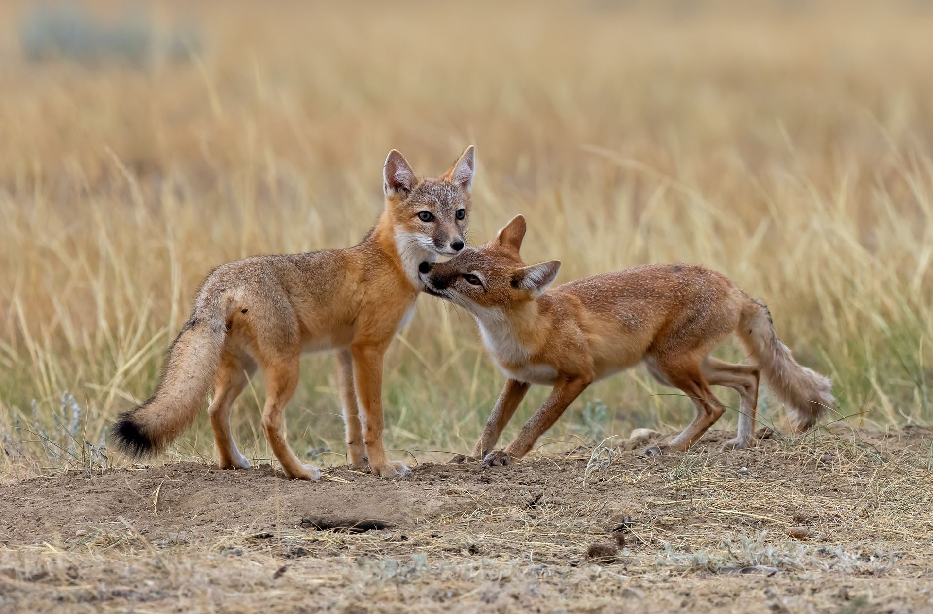 Two foxes in a grassy field; one nuzzles the other's face, both are light brown, one stands on a small mound.