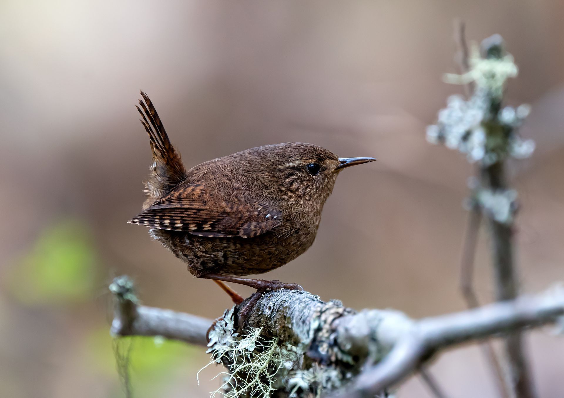 Small brown wren perched on a mossy branch, with a blurred background.