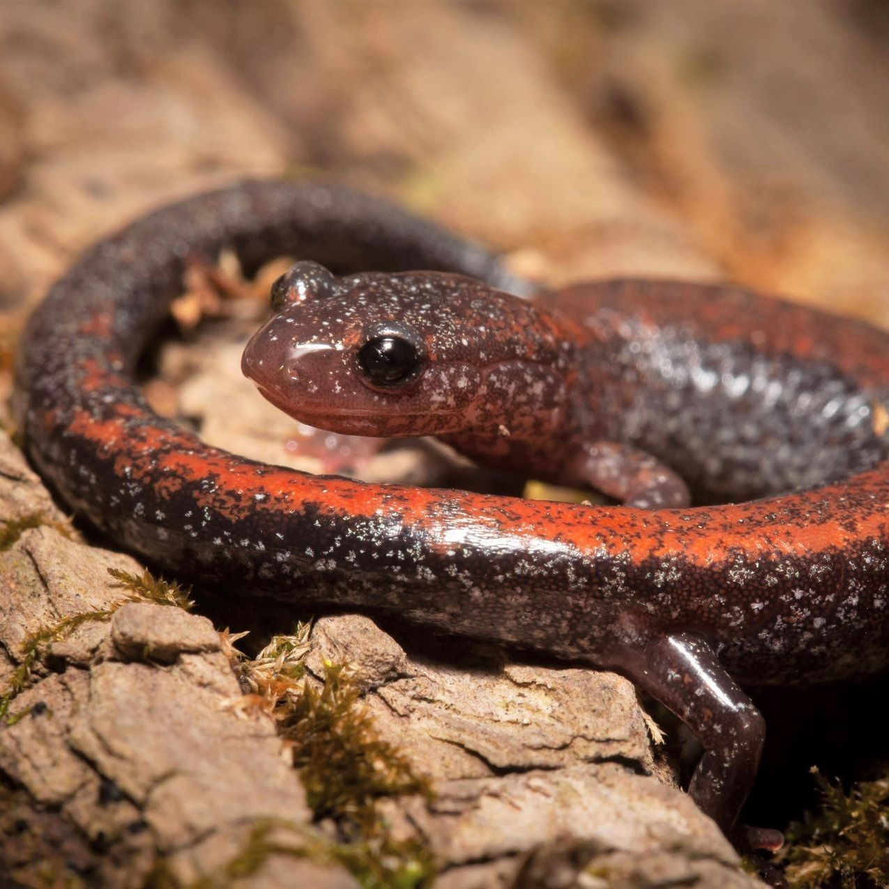 Red-backed salamander curled on a log, reddish-brown with a black stripe, resting in a forest setting.