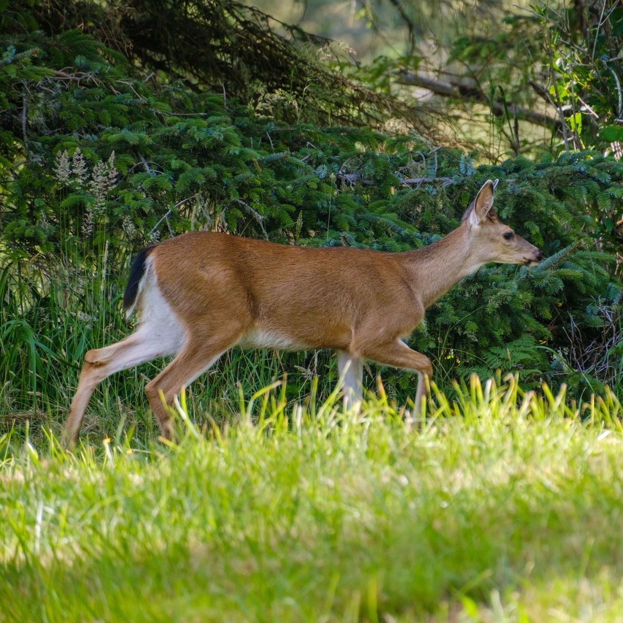 A deer is walking through a grassy field.