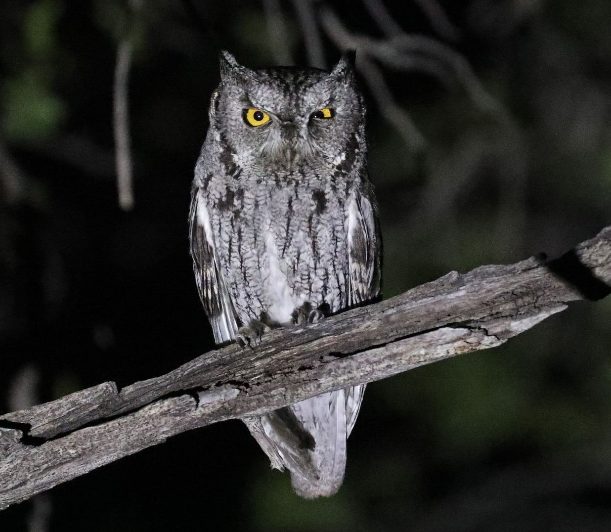 Western Screech-Owl