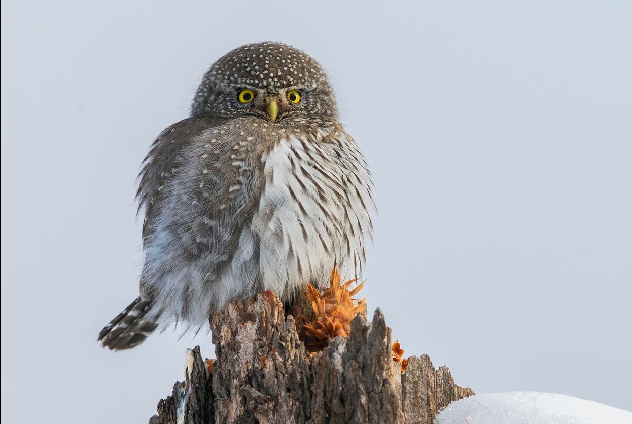 Northern Pygmy-Owl