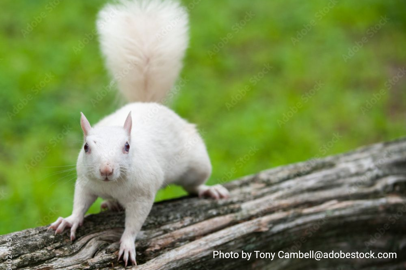 White squirrel standing on a log in a grassy area, tail raised