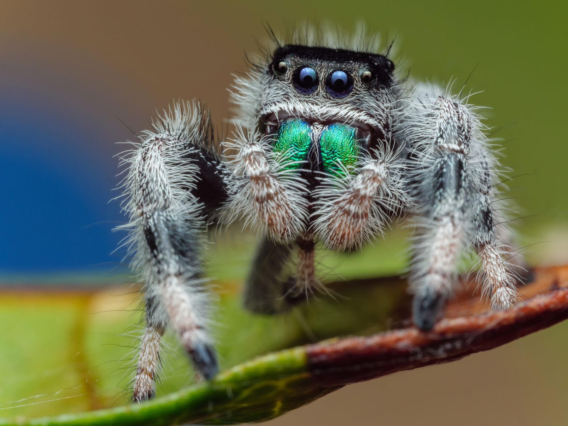 A jumping spider with a green mouth is sitting on a leaf.
