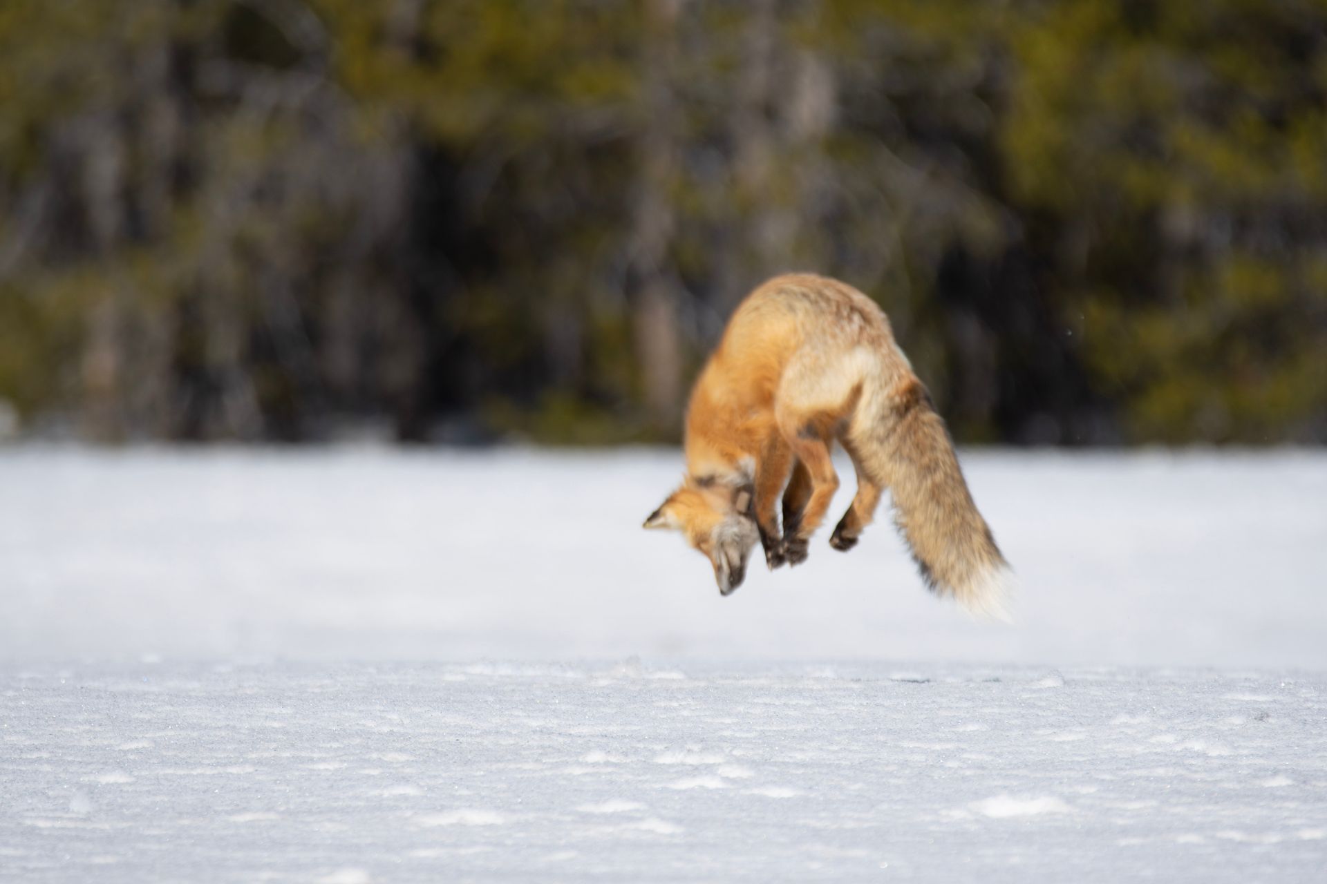 Red fox mid-jump, nose-diving into snow. White winter landscape, brown trees blurred in the background.