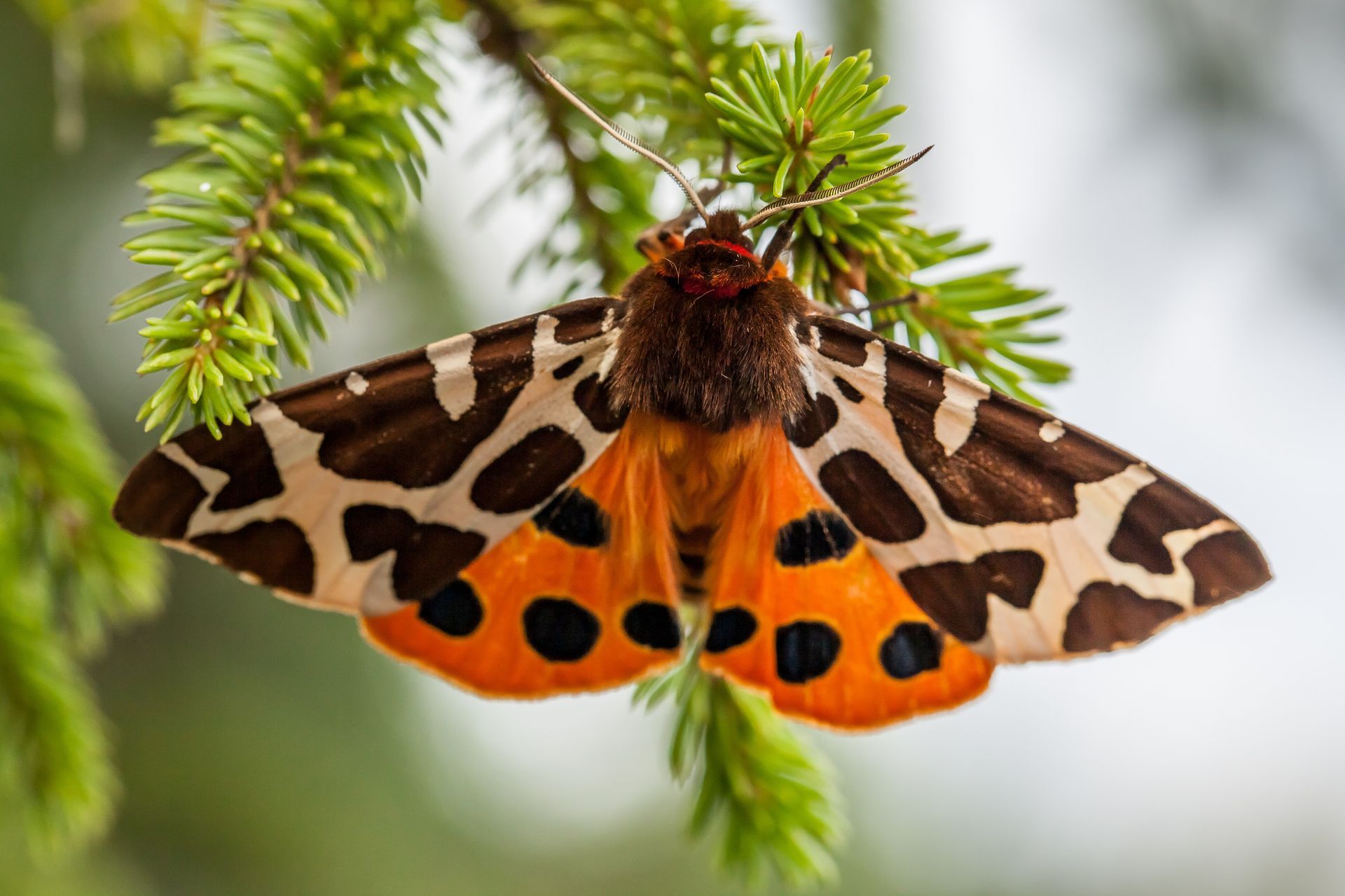 Moth with orange and black patterned wings resting on green pine needles