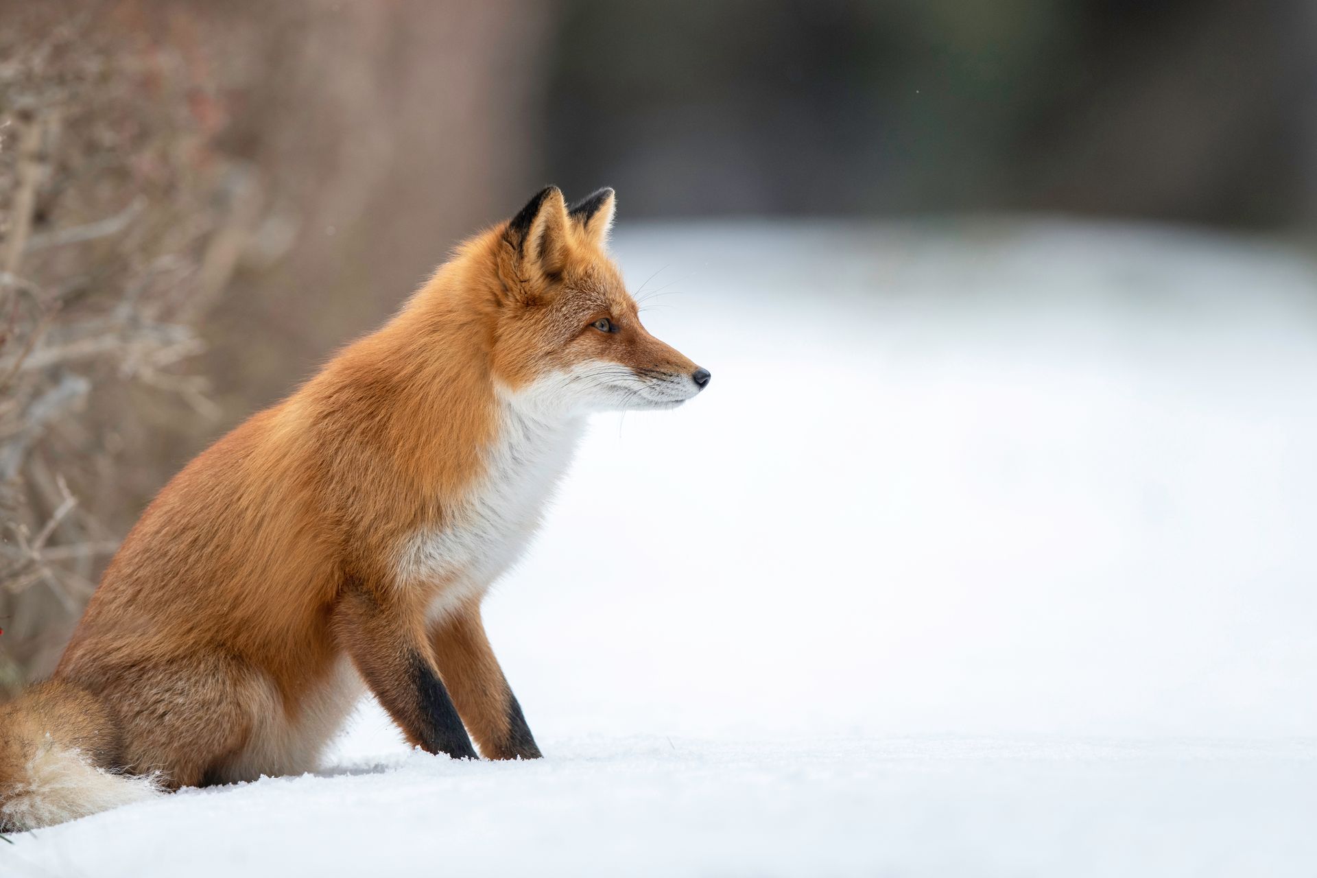 Red fox sits in the snow, gazing right. Brown fur, white chest, black ears; snowy ground.