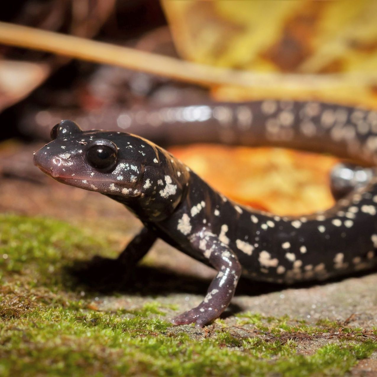 Spotted salamander with black body and white spots, resting on mossy ground, surrounded by leaves.