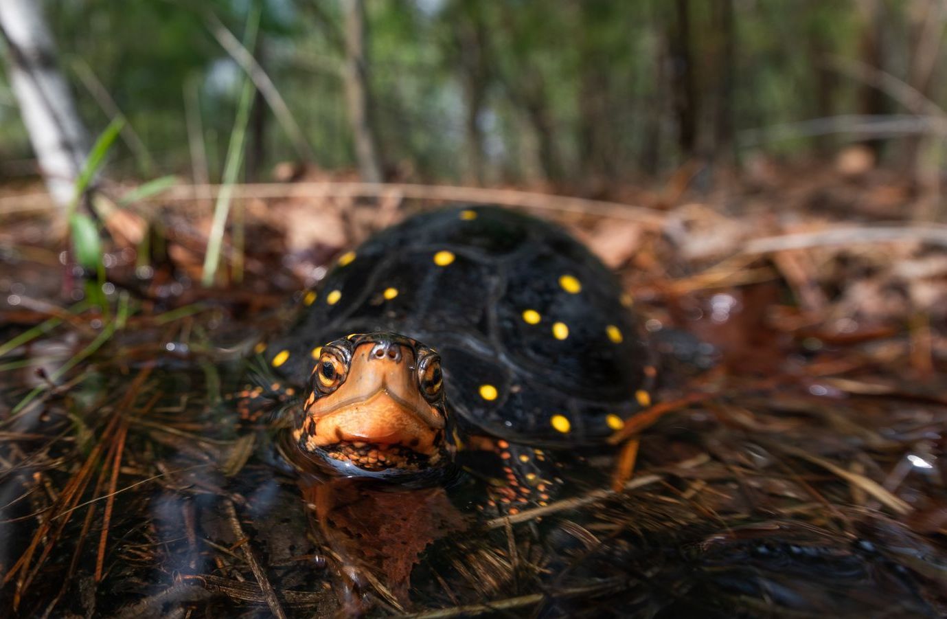 Spotted turtle in water, black shell with yellow spots, orange face, wetland background.
