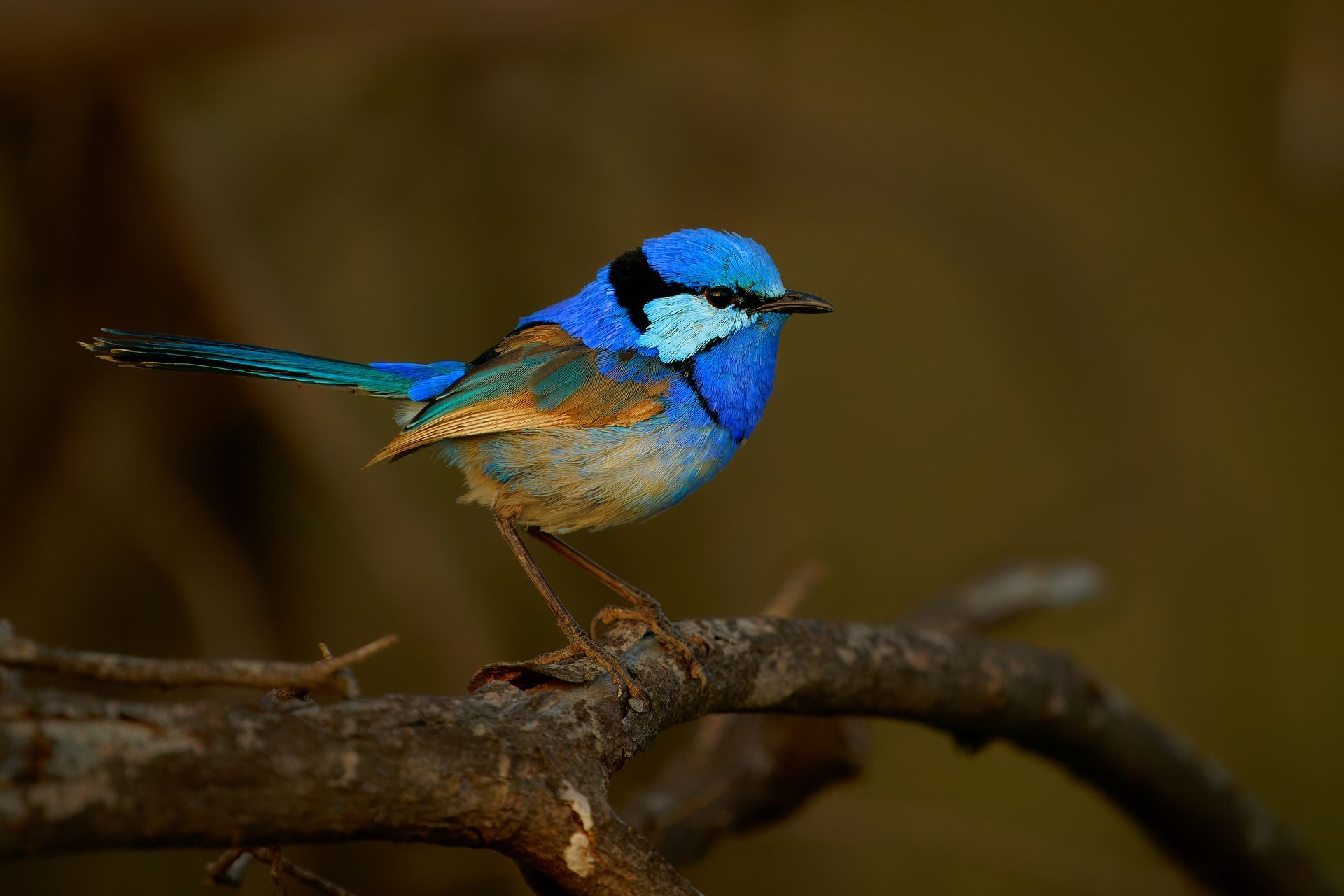 Blue Superb Fairy-wren perched on a branch, showing off bright blue feathers and a slender beak.