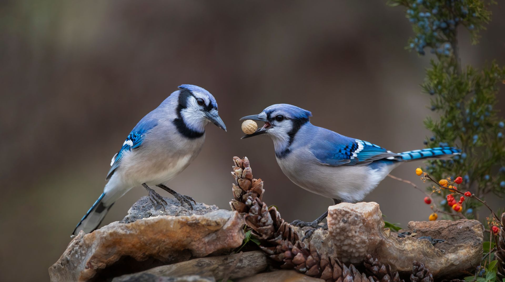 Two blue jays on rocks, one holding a nut.