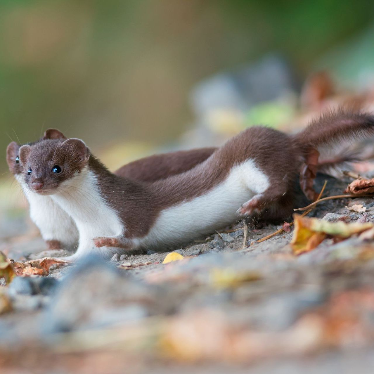 Two brown and white weasels on the ground with dry leaves; one looks towards the camera.