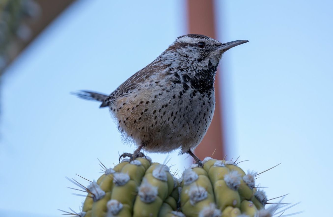 Cactus wren perched on a cactus with a speckled breast, looking to the right, against a blue sky.