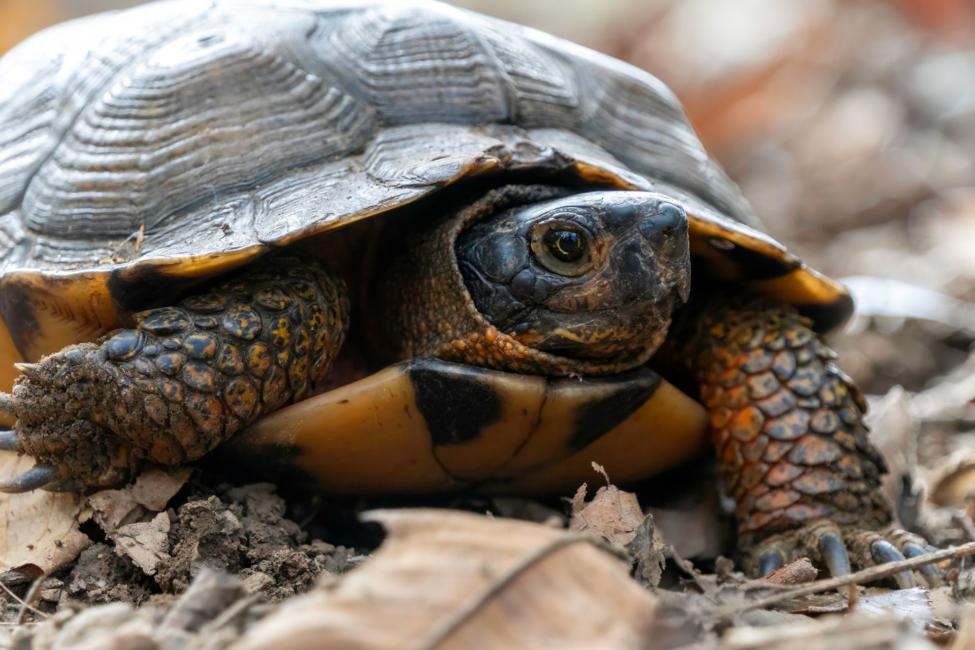 Turtle with a gray shell, black and yellow markings, and dark eyes, surrounded by leaves.