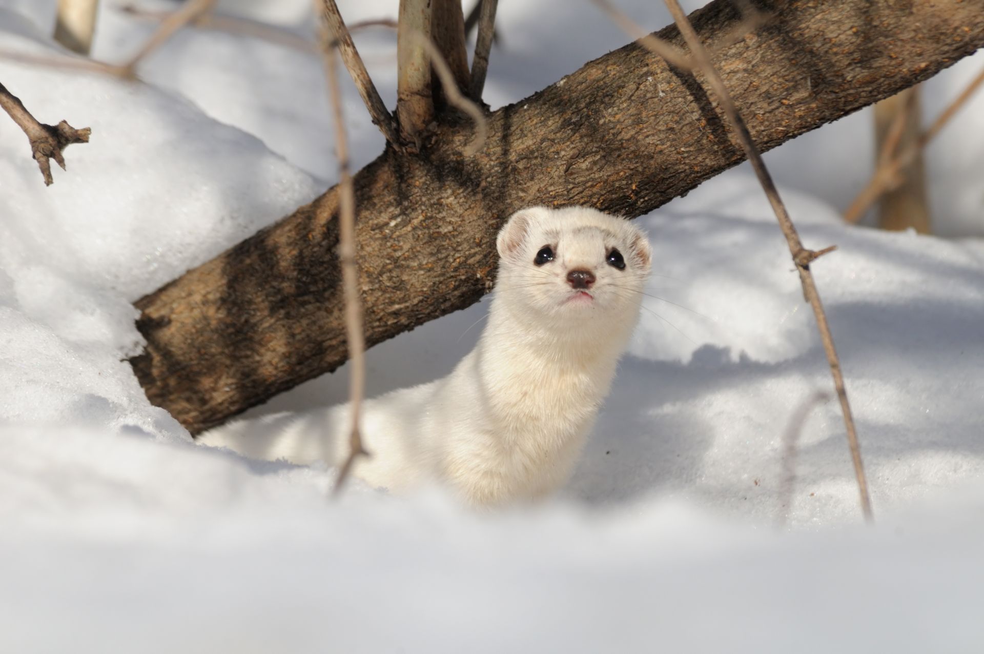 A white ermine with black eyes stands in deep snow next to a fallen tree branch.