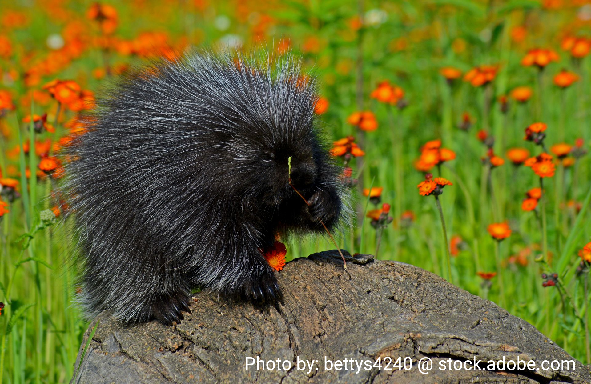 Porcupine with black quills on a log, orange flowers in the background.