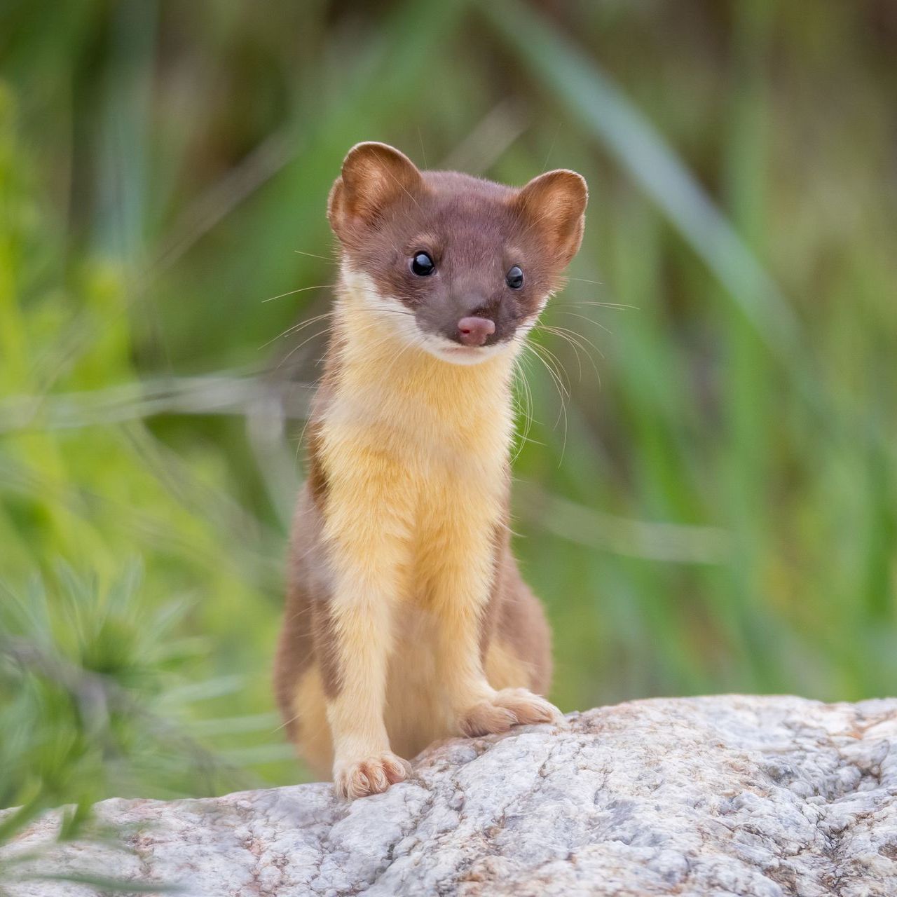Stoat with brown upper parts and tan underparts, sitting on a rock, looking forward.